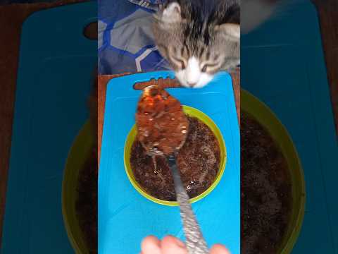 морской огурец 💪😸