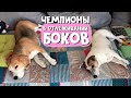 Самые синхронные собаки. Даже бока отлёживают одинаково