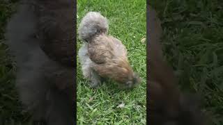 Silkie chicken 🐔#shorts #short #shortvideo #funny #video #viral #chicken #birds  #silkie