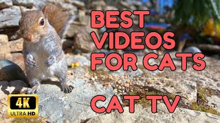 Nature's Playground: Squirrels, Chipmunks, Birds for Cat Relaxation | Zen Cat TV