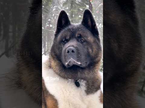 Video: Tämä koira pidätettiin tuhoamaan joulukoristelu