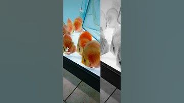 cá dĩa hoa hồng đỏ I cá dĩa hoa hồng body