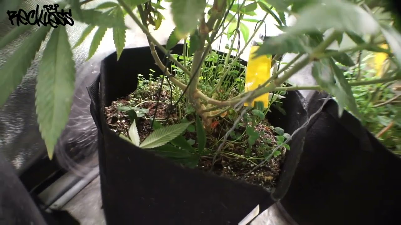 Reckless - Mars Hydro Sp3000 Update #3 Alien Aphrodisiac + Raptors OG - Grow Diary - Heavy Indica