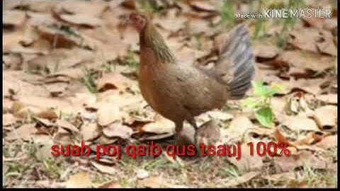 suab poj qaib tsauj zoo heev.tiếng gà mái mồi cục tác cực chuẩn 2020