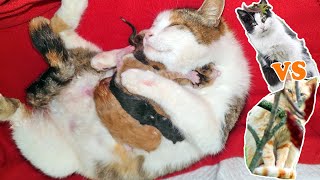 Stray Cat Gave Birth In Our Home. But Who's The Father? by PawMeow 19,420 views 6 months ago 2 minutes, 43 seconds