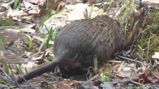 Muskrats