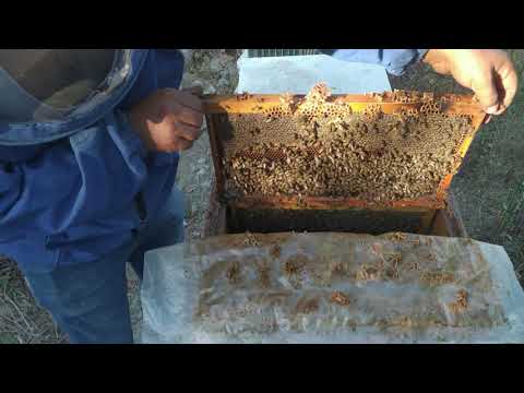 Video: Kako čebele proizvajajo kraljico čebele?