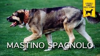 MASTINO SPAGNOLO trailer documentario