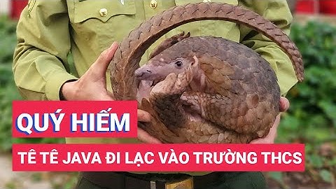 TP.HCM: Hiệu trưởng một trường THCS giao tê tê quý hiếm cho kiểm lâm