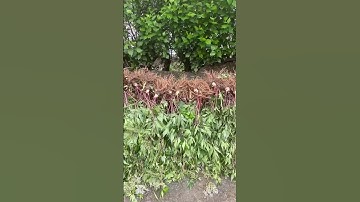 Sâm Đương Quy giá tại vườn ạ 🌿 #laichau #samlaichau