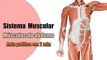 Como é chamado os quatro músculos do abdômen?