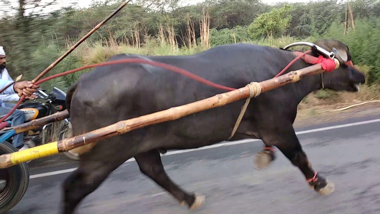 1km buffalo race guddu lohiya Vs mahkar delli