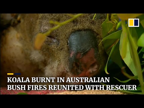 Koala badly burnt in Australian bush fires reunites with his heroic rescuer