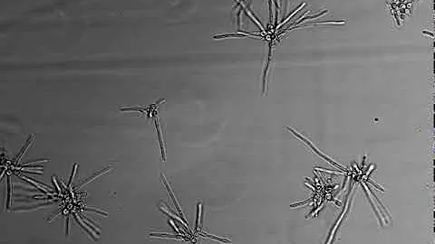 Life Cycle of Cryptococcus neoformans: Supplementa...