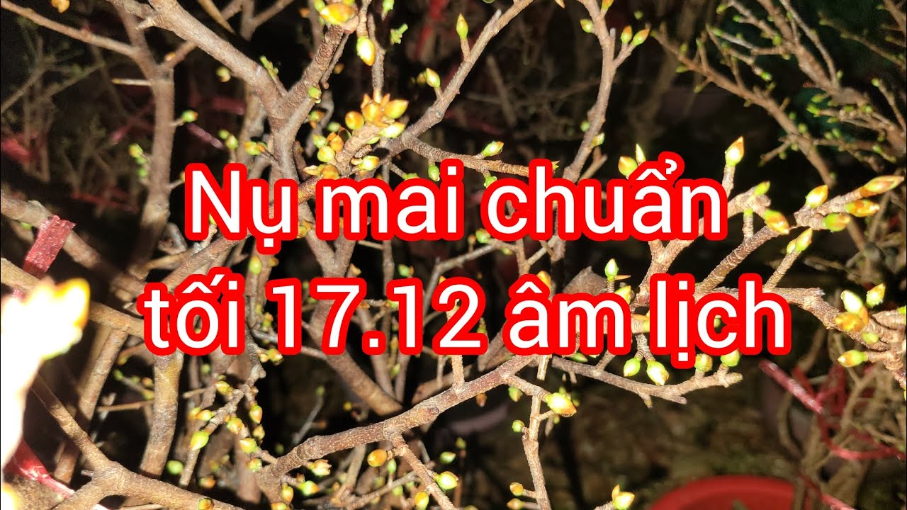 Nụ mai ngày 17.12 âm lịch.xử lý hoa nở sớm, trễ