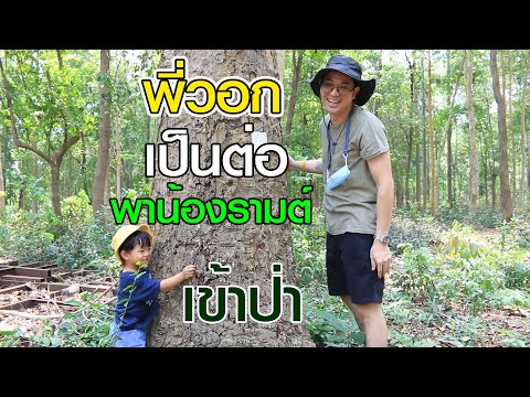 วีดีโอ: ต้นไม้ครอบครัวคืออะไร