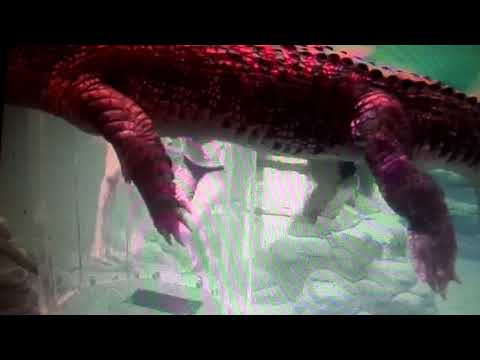 სააგენტო #ლადოსახლები#-უძრავი და მოძრავი ქონების ვიდეო-რეკლამა და გაყიდვა ტ593165823 გამოიწერეთ არხი