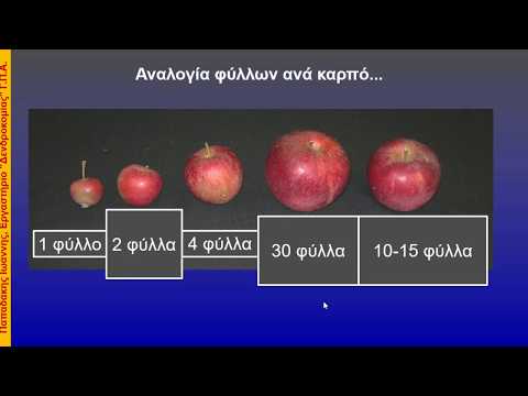 Βίντεο: Πτώση φρούτων ροδακινιάς: Λόγοι για την πτώση των καρπών από μια ροδακινιά