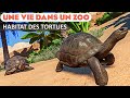 Habitat dsertique de la tortue des seychelles  pisode 79  planet zoo  franchise