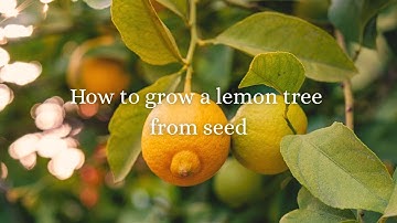 How to grow a lemon tree from seed