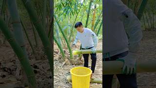 Amazing Cut Crisp Bamboo Shoot #amazing #farming #bamboo #survival #viral #fruit #farmlife #wildlife