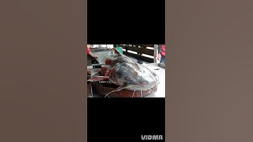 Thủy quái nặng 100 kg bất ngờ sa lưới ngư dân ở sông Đà