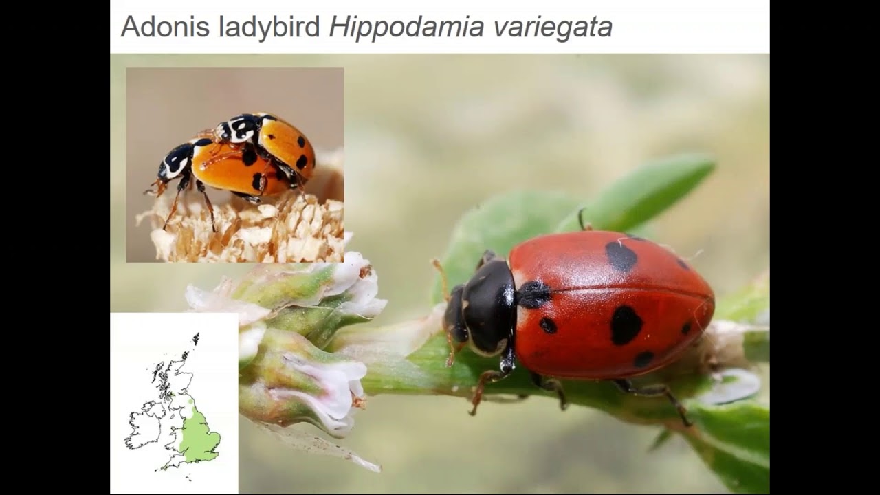 An introduction to identifying ladybirds in the UK (part 2) YouTube
