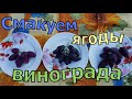 Виноград . Какая форма вкуснее. Талдун или Дубовский розовый .