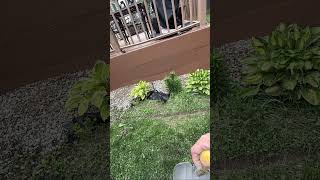 Aj’s Columbus Handyman,LLC got called out to redo a flowerbed. Call or text for handyman services.