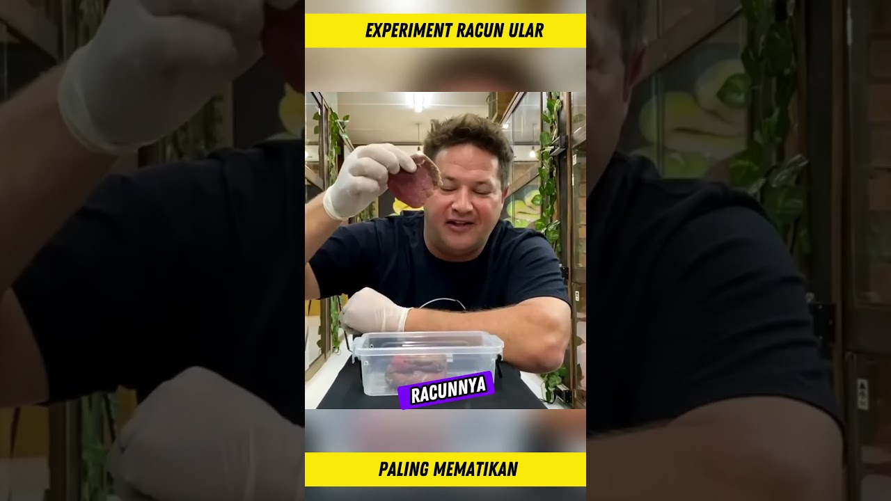 Apa Jadinya Jika Ular Paling Berbisa Menggigit Daging