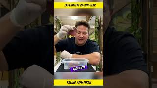 Apa Jadinya Jika Ular Paling Berbisa Menggigit Daging
