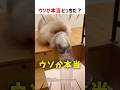 【何問正解できる？】ウソか本当どっちだ！？ part63 #クイズ #ショート #shorts #猫 #なぞなぞ #かわいい #cat