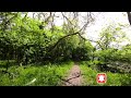 Caminando dentro del Bosque, con música tranquila y sonidos de la naturaleza, agua, pájaros y yo