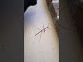 2nd attempt to hold stick insect, we held hands, I'll try again another time