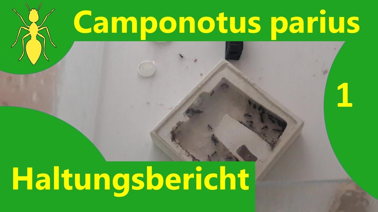 Разведение муравьев Camponotus parius 1 