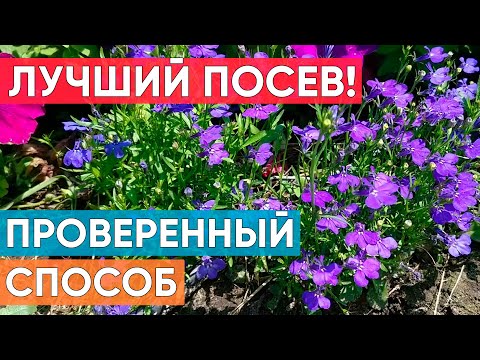 Лучший способ посева лобелии без пикировки! Всегда отличный результат! Выращиваем лобелию из семян