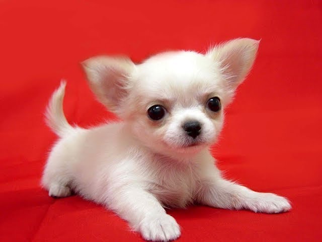 Chihuahua Puppy