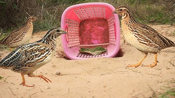 Build unique quail bird trap make from basket & deep hole - Easy quail bird trap