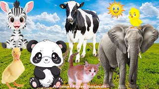 Interesting Sounds Of Familiar Animals Around Us: Chicken, Cow, Horse, Duck, Monkey - Animal videos