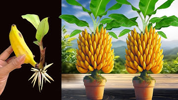 Super Special Technique For Propagating Banana With Coca Cola & Egg Chicken ,super fast banana fruit