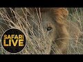 safariLIVE - Sunrise Safari - August 3, 2018