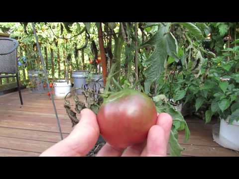 Video: Tomate 