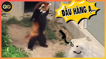 KHÔNG GIỚI HẠN #119: ĐẤU Sĩ CUTE Gấu Trúc Đỏ