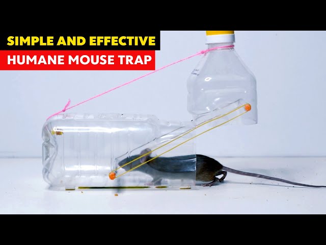 How to make ○ a simple COAT HANGER HUMANE MOUSETRAP (that works