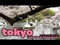 Tokyo Cherry Blossoms &amp; Swan Boats at Chidorigafuchi &amp; Inokashira Park 🌸 🦢 🚣‍♂️  | Japan Days 🇯🇵