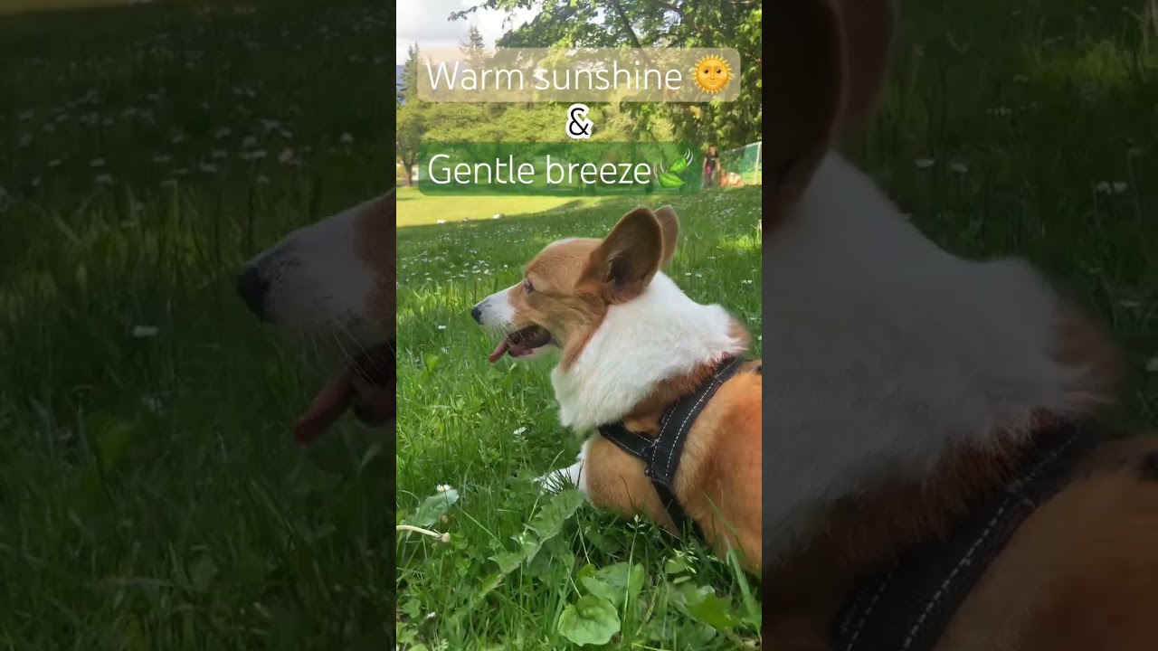 My most comfortable position!