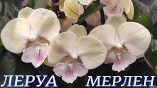 №787/ НЕВЕРОЯТНО красивые ОРХИДЕИ в ЛЕРУА МЕРЛЕН