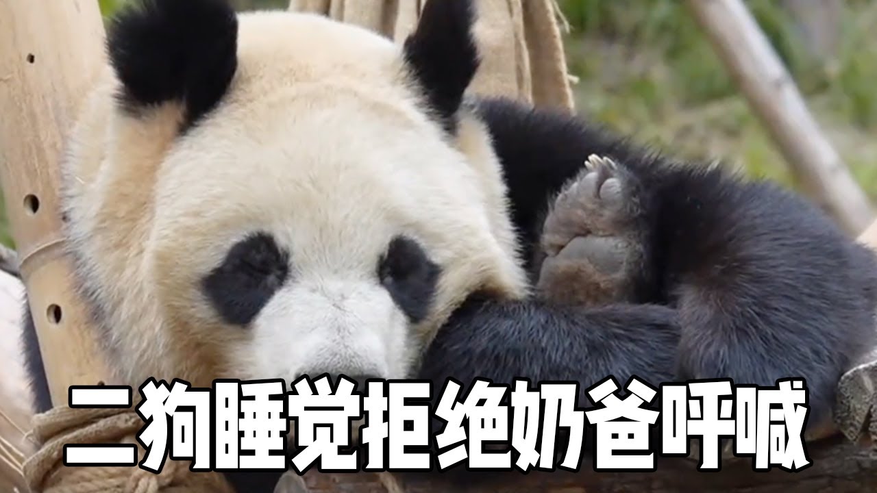 二狗睡觉拒绝奶爸呼喊，不料听到是吃饭后立马起身走向奶爸，实在太搞笑了【大橙子数据】