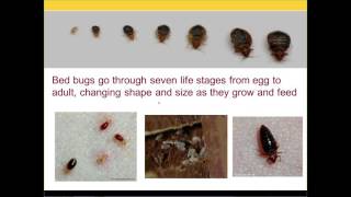 Understanding Bed Bug Control for Social Service Professionals Webinar