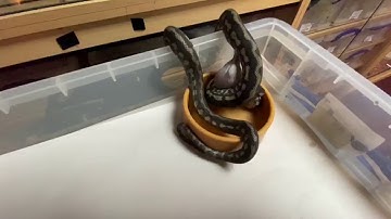 Carpet Python Feeding